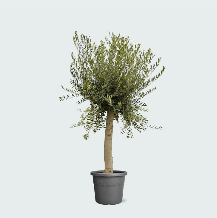 Olea Lorc – 200cm – Zimmerpflanze Kaufen