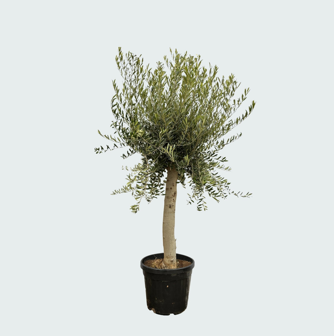 Olea Lorc – 200cm – Zimmerpflanze Kaufen