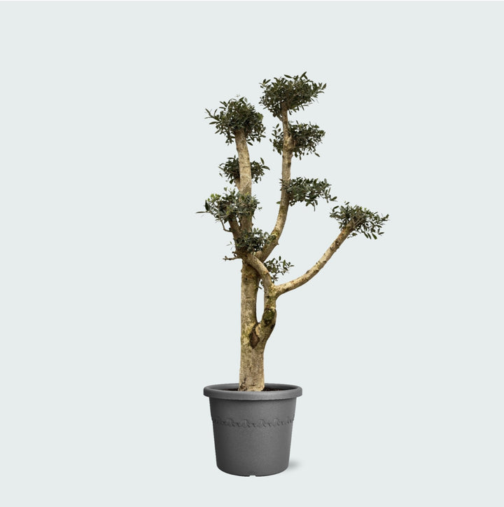 Olea Pom Pon XL - 200 cm - Zimmerpflanze Kaufen
