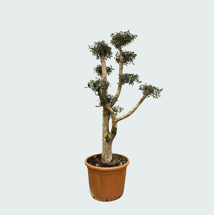 Olea Pom Pon XL - 200 cm - Zimmerpflanze Kaufen
