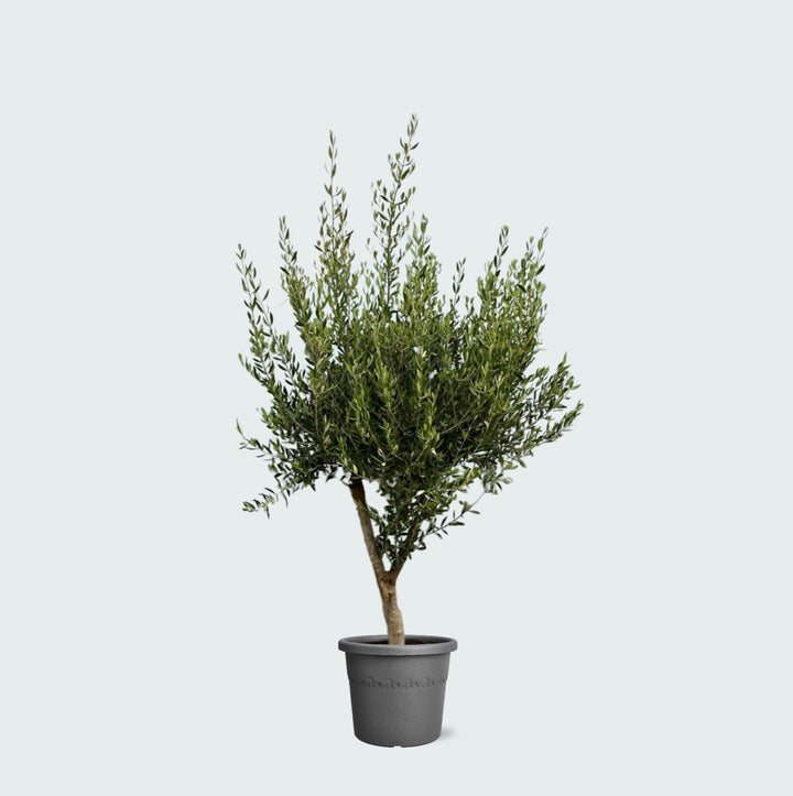 Olivier Olea Europaea Cultivo - 230cm / circonférence du tronc 20-25cm