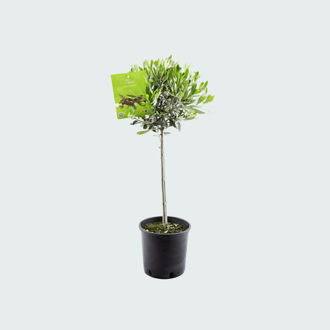 Olea Europaea op stam - 100 cm - Kamerplant Kopen