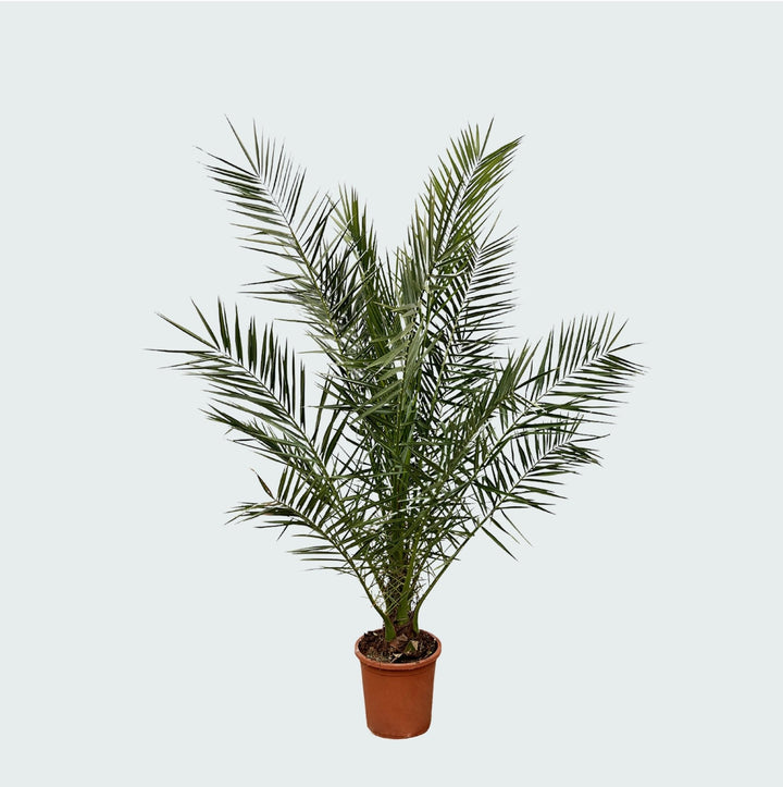 Phoenix Canariensis - 180cm - Dattelpalme - Zimmerpflanze Kaufen
