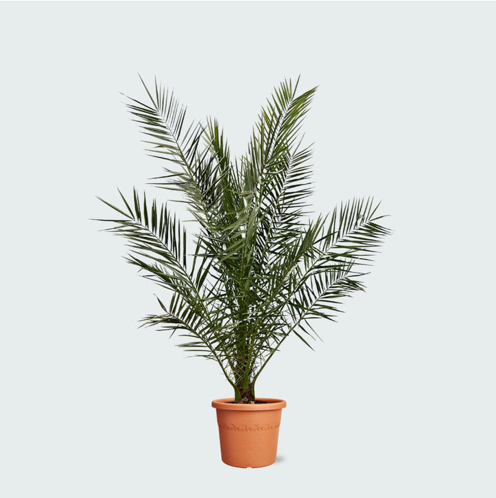 Phoenix Canariensis - 180cm - Dattelpalme - Zimmerpflanze Kaufen