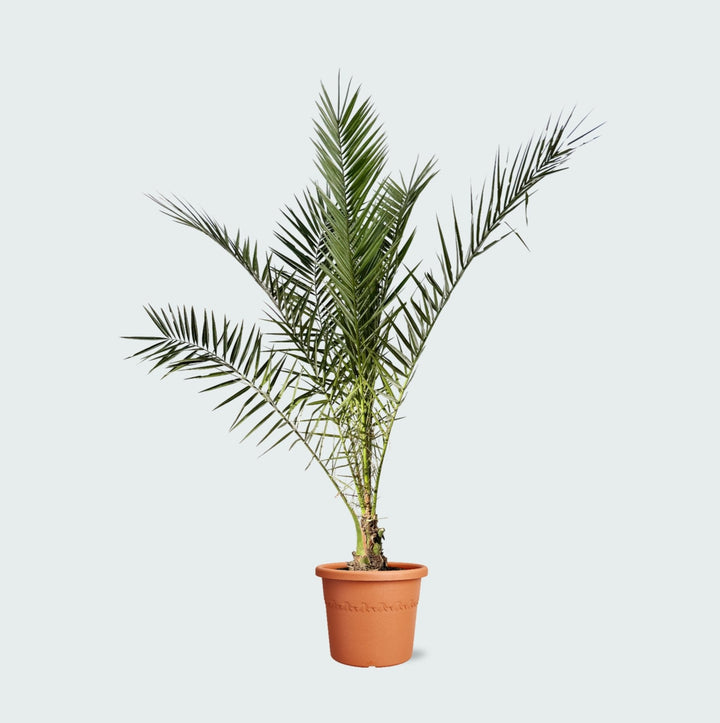 Phoenix Canariensis – 220cm – Dattelpalme – Zimmerpflanze kaufen