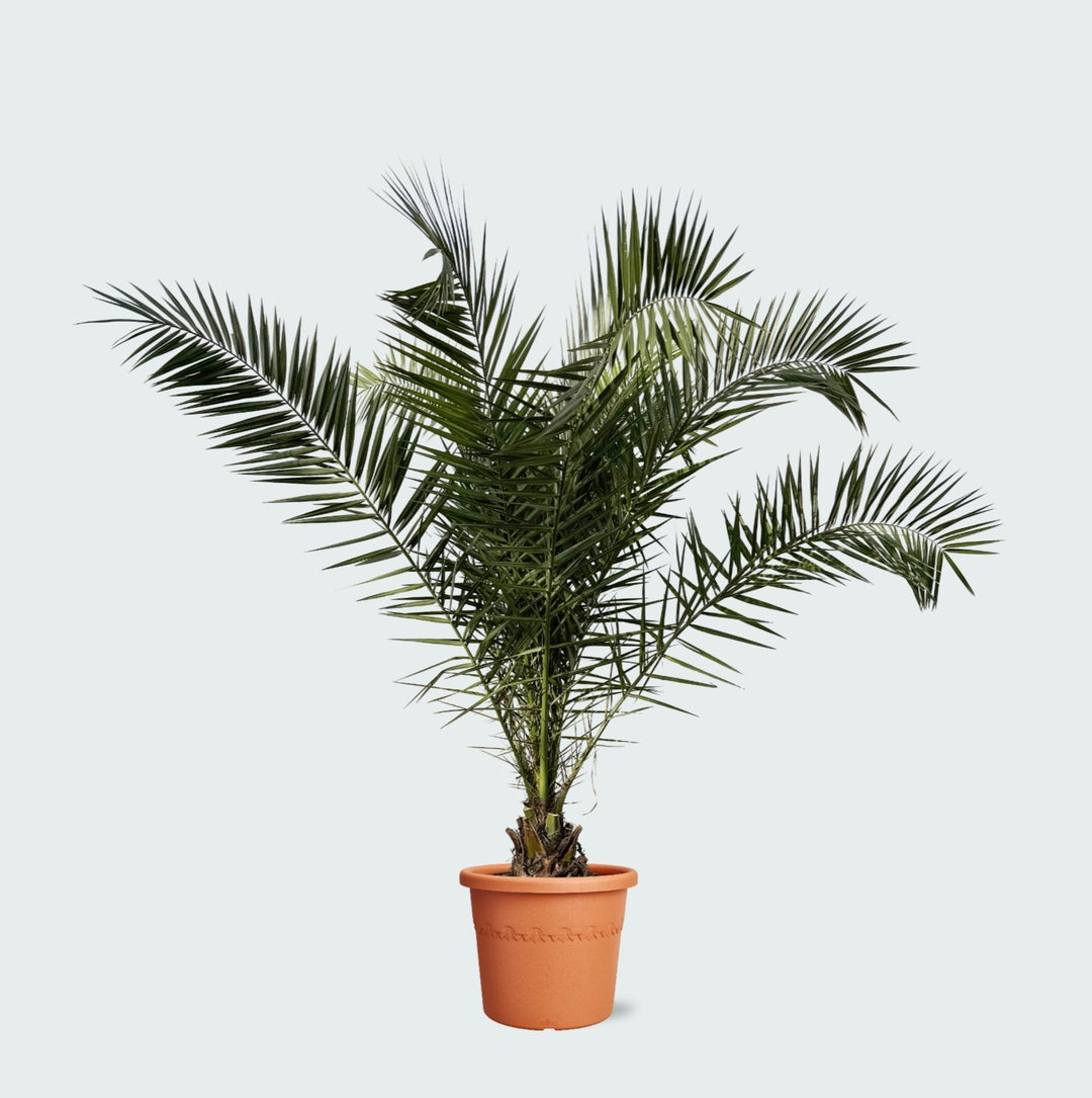 Phoenix Canariensis - 300cm - Dattelpalme - Zimmerpflanze Kaufen