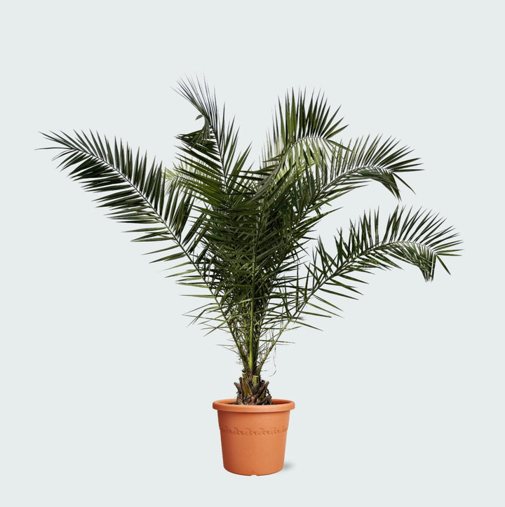 Phoenix Canariensis - 300cm - Dattelpalme - Zimmerpflanze Kaufen
