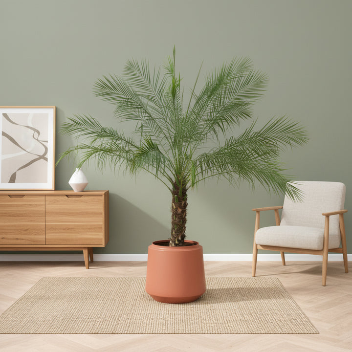 Phoenix Roebelenii auf Stamm - 210cm - Dattelpalme | Kaufen