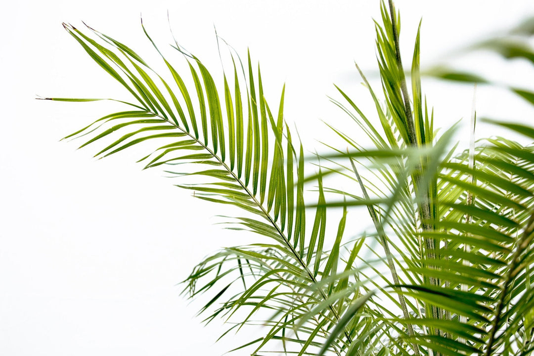 Phoenix Roebelenii auf Stamm - 210cm - Dattelpalme | Kaufen