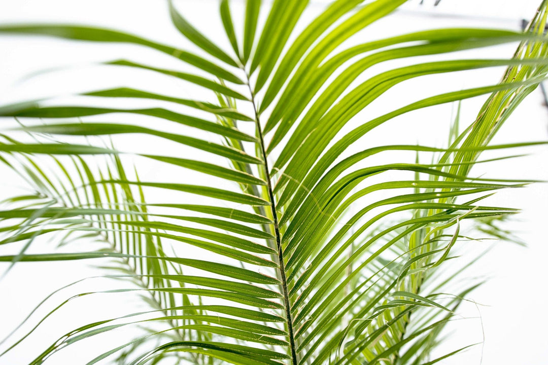 Phoenix Roebelenii auf Stamm - 210cm - Dattelpalme | Kaufen