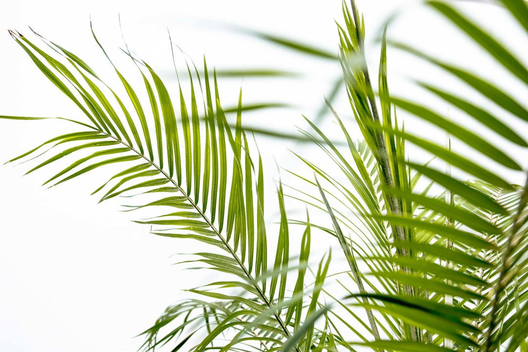 Phoenix Roebelenii auf Stamm - 210cm - Dattelpalme | Kaufen