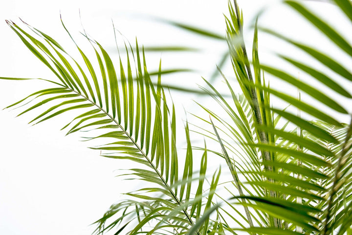 Phoenix Roebelenii auf Stamm - 210cm - Dattelpalme | Kaufen