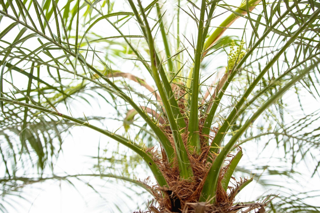 Phoenix Roebelenii auf Stamm - 210cm - Dattelpalme | Kaufen