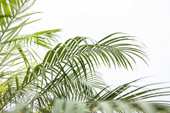 Phoenix Roebelenii auf Stamm - 210cm - Dattelpalme | Kaufen