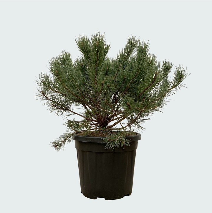 Pinus Mugo Pumilio - 60cm - Zimmerpflanze Kaufen