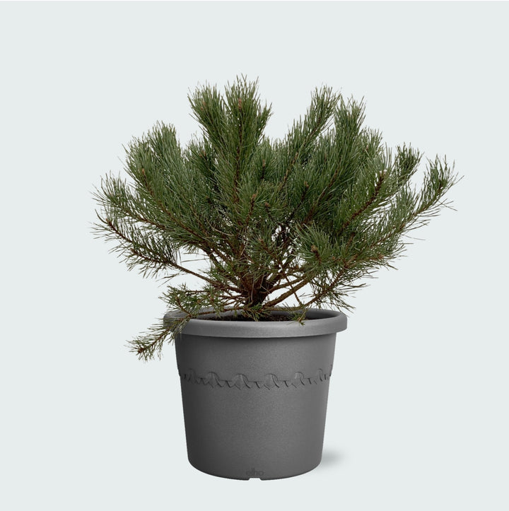 Pinus Mugo Pumilio - 60cm - Zimmerpflanze Kaufen