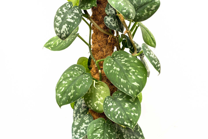 Scindapsus Pictus Trebie - 160cm - Scindapsus - Scindapsus retombant
