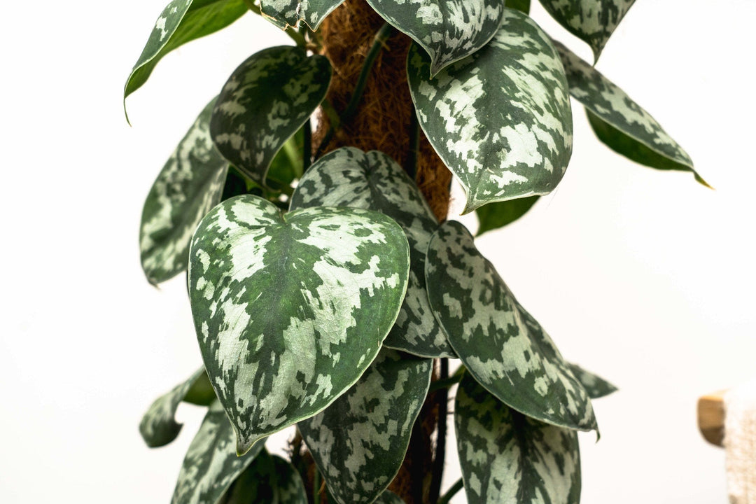 Scindapsus Pictus Trebie - 160cm - Scindapsus - Scindapsus retombant
