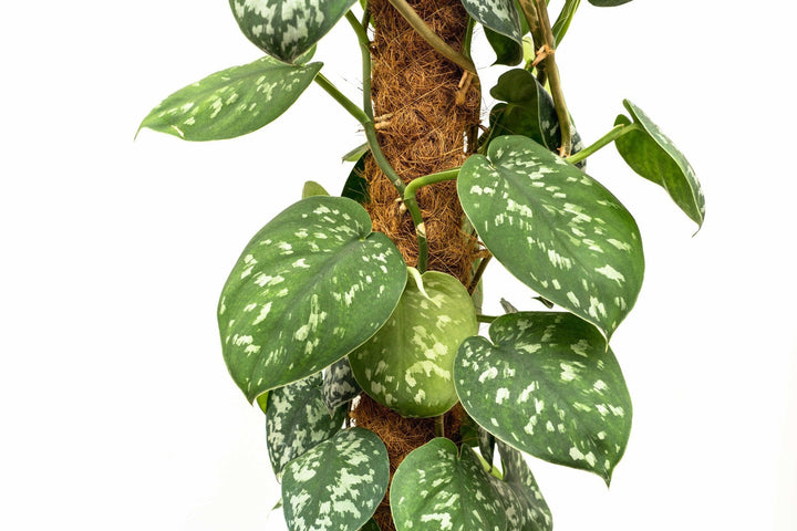 Scindapsus Pictus Trebie - 160cm - Scindapsus - Scindapsus retombant