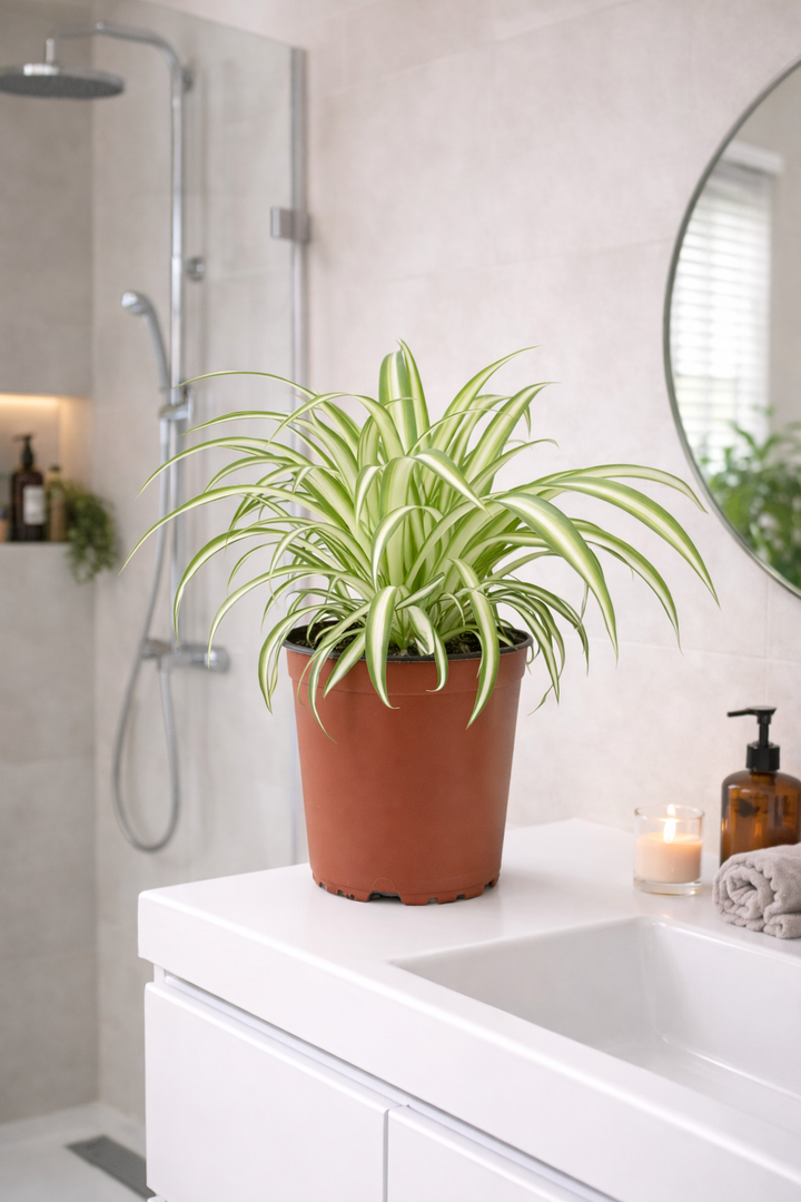Graslelie Chlorophytum – Ø12cm | Spinplant Kamerplant