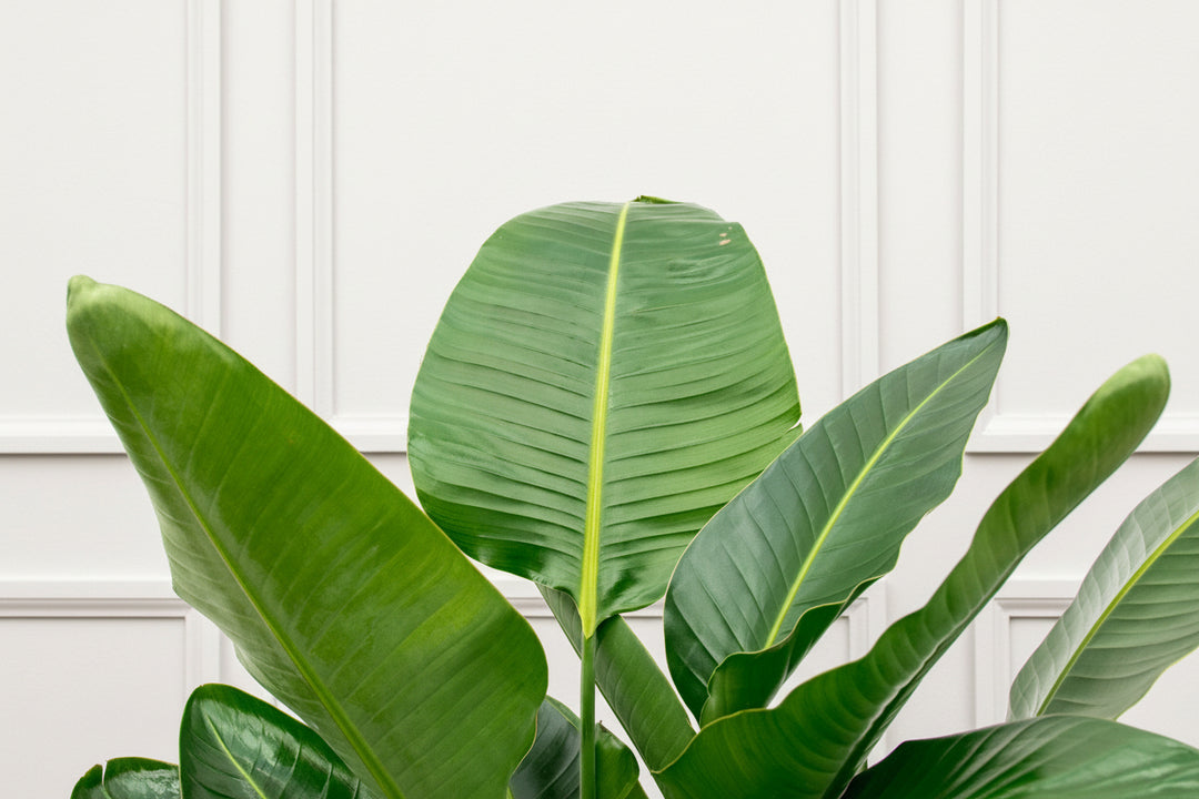 Strelitzia Nicolai de luxe XXL - Ø40 - 250cm - Paradijsvogelplant