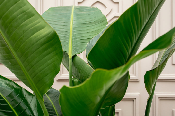 Strelitzia Nicolai de luxe XXL - Ø40 - 250cm - Paradijsvogelplant