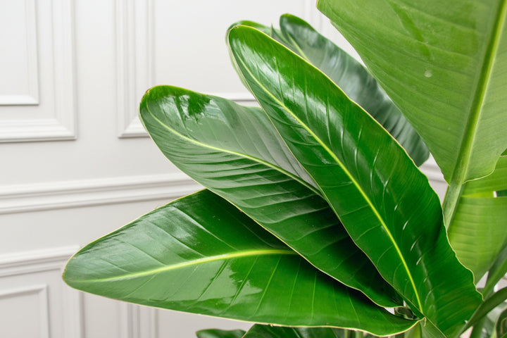 Strelitzia Nicolai de luxe XXL - Ø40 - 250cm - Paradijsvogelplant