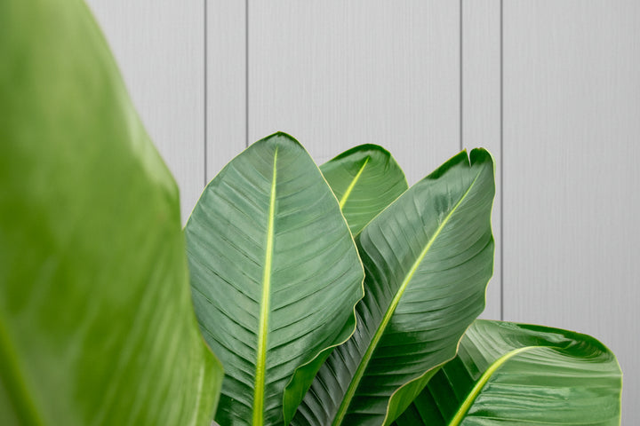 Strelitzia Nicolai de luxe XXL - Ø40 - 250cm - Paradijsvogelplant