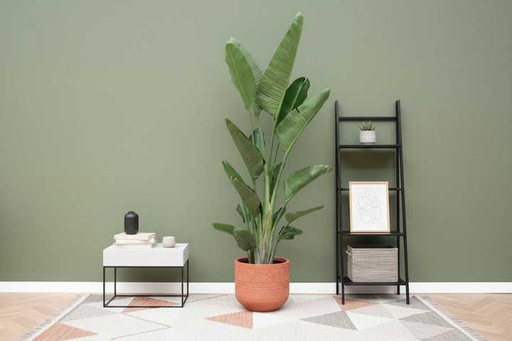 Strelitzia Augusta multi stam XXL - Ø32 - 225cm - Paradijsvogelplant