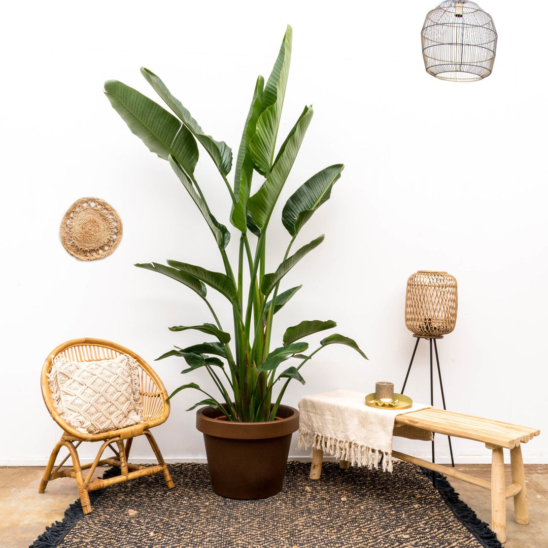 Strelitzia Augusta multi stam XXL - Ø32 - 225cm - Paradijsvogelplant