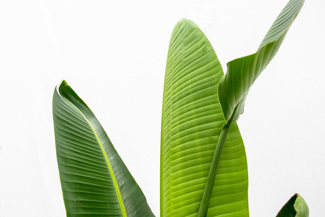 Strelitzia Augusta - Ø30 - 210cm - Paradijsvogelplant