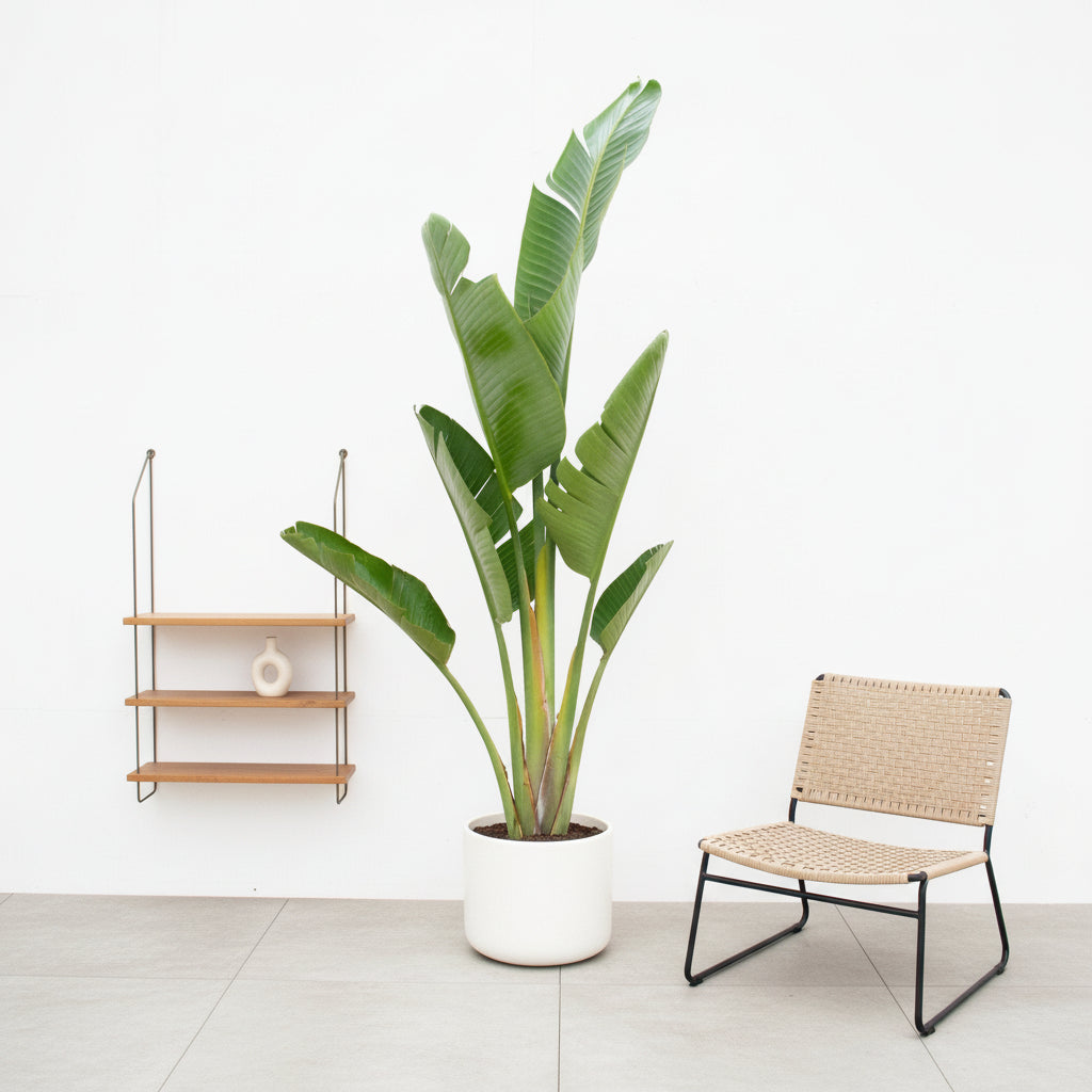 Strelitzia Augusta - Ø30 - 210cm - Paradijsvogelplant
