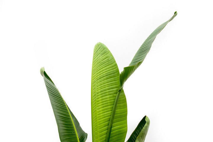 Strelitzia Augusta - Ø30 - 210cm - Paradijsvogelplant