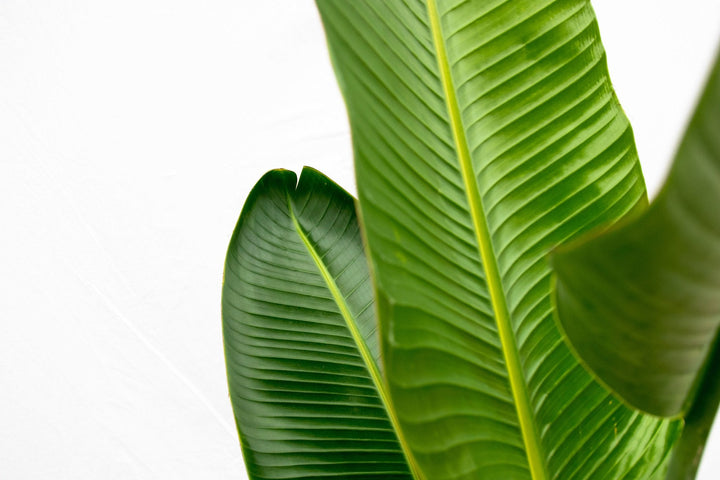 Strelitzia Augusta - Ø30 - 210cm - Paradijsvogelplant