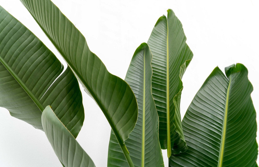 Strelitzia Augusta multi stam XXL - Ø32 - 225cm - Paradijsvogelplant