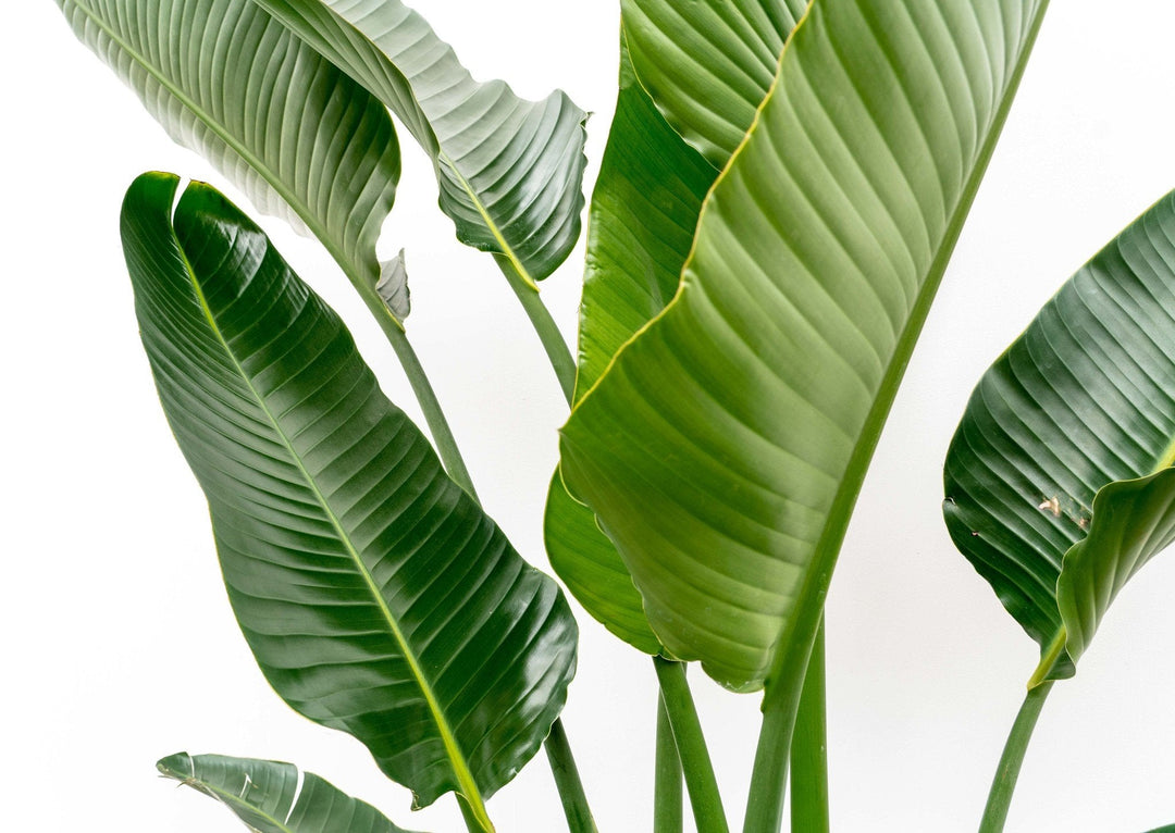 Strelitzia Augusta multi stam XXL - Ø32 - 225cm - Paradijsvogelplant