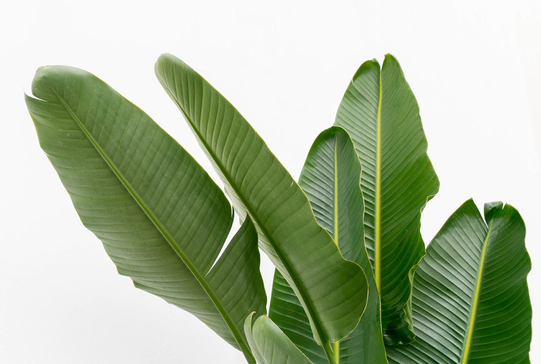 Strelitzia Augusta multi stam XXL - Ø32 - 225cm - Paradijsvogelplant
