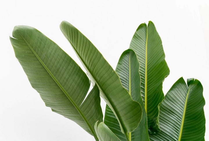 Strelitzia Augusta multi stam XXL - Ø32 - 225cm - Paradijsvogelplant