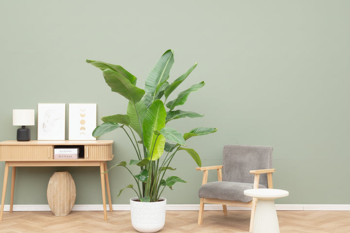 Strelitzia Nicolai - Ø27 - 200cm - Paradiesvogelblume