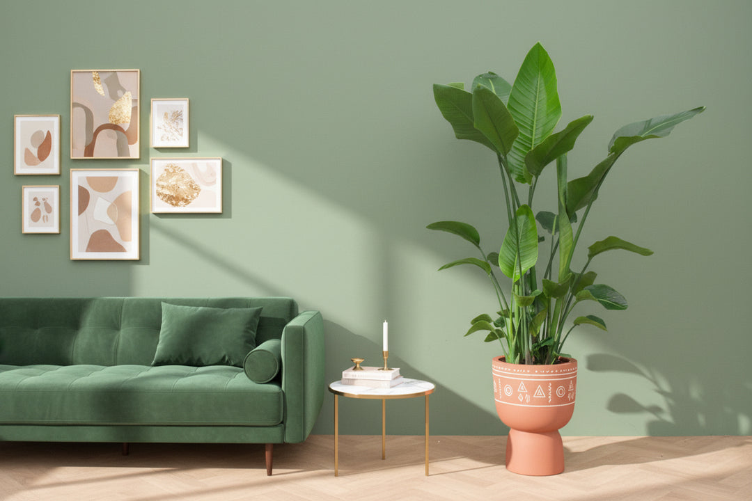 Strelitzia Nicolai - Ø27 - 200cm - Paradiesvogelblume