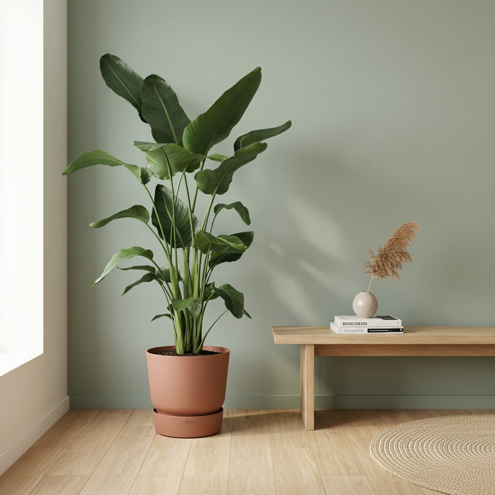 Strelitzia Nicolai - Ø27 - 200cm - Paradiesvogelblume