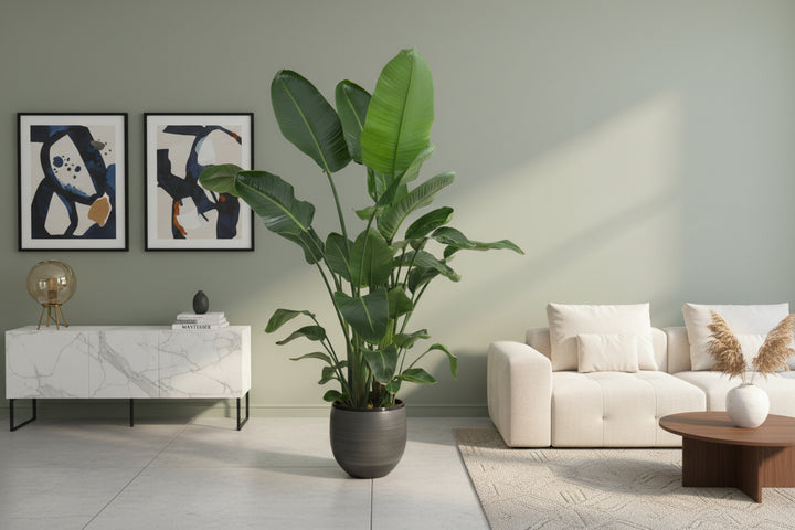 Strelitzia Nicolai XL - Ø27 - 225cm - Paradijsvogelplant