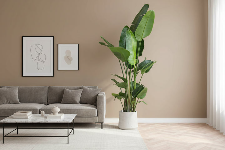 Strelitzia Nicolai XL - Ø27 - 225cm - Paradijsvogelplant