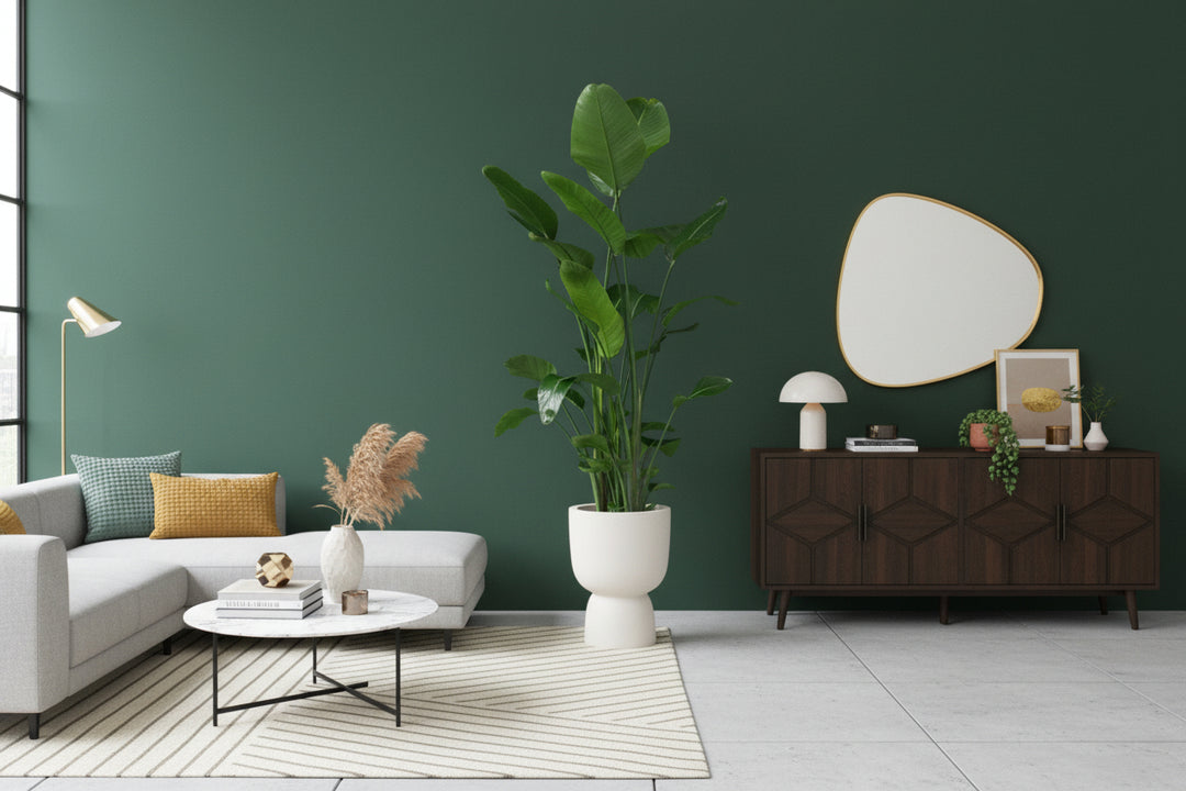 Strelitzia Nicolai XL - Ø27 - 225cm - Paradijsvogelplant