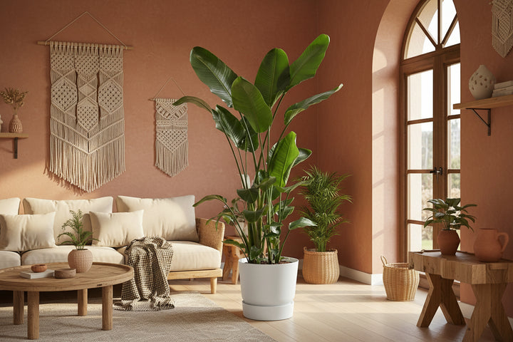 Strelitzia Nicolai XL - Ø27 - 225cm - Paradijsvogelplant