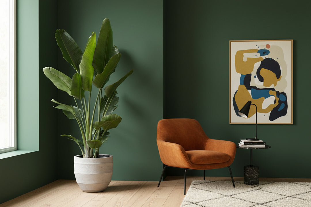 Strelitzia Nicolai XL - Ø27 - 225cm - Paradijsvogelplant