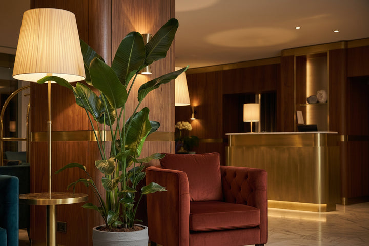 Strelitzia Nicolai XL - Ø27 - 225cm - Paradijsvogelplant