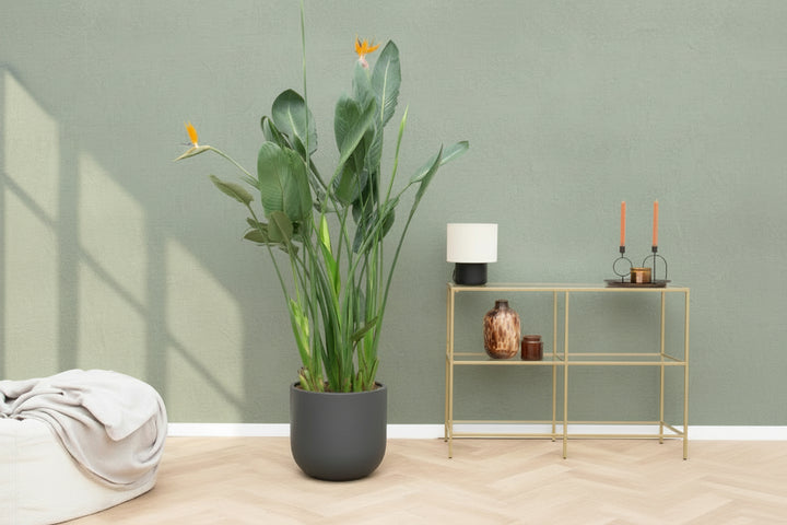 Strelitzia Reginae XL de luxe - Ø30 - 170 cm - Paradijsvogelplant
