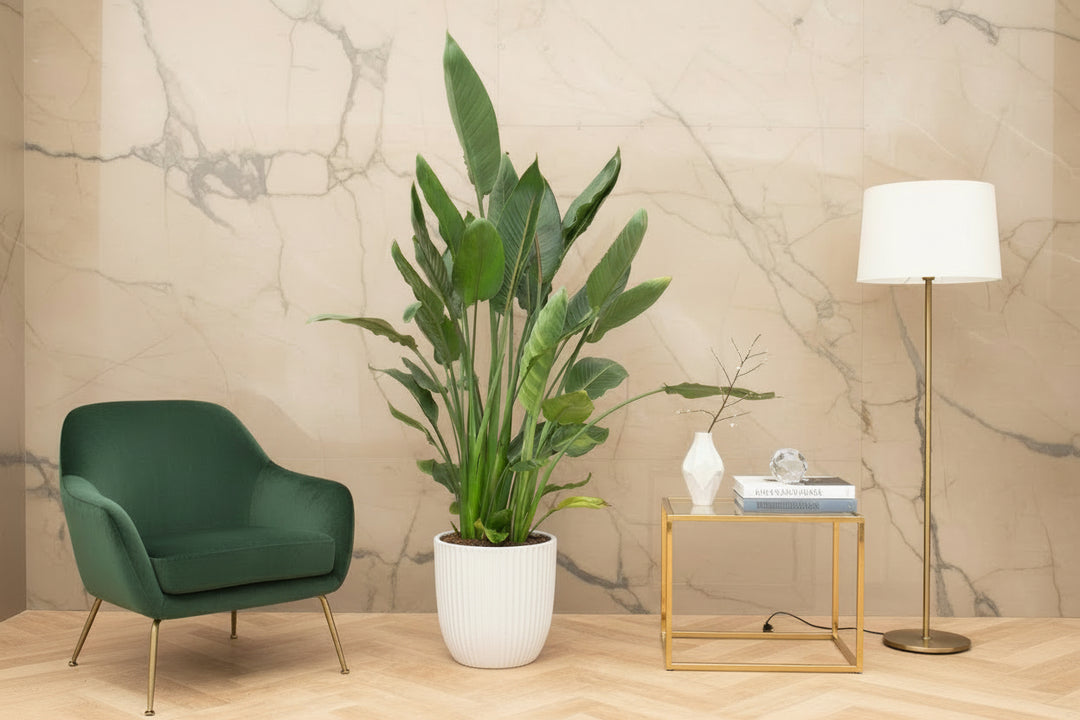 Strelitzia Reginae XL de luxe - Ø30 - 170 cm - Paradijsvogelplant