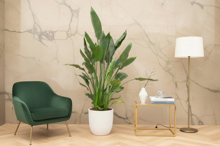 Strelitzia Reginae XL de luxe - Ø30 - 170 cm - Paradijsvogelplant